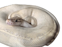 Discovery splash banner for Ball Pythons Discord server