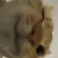 Discovery icon for World Best Basement Discord server